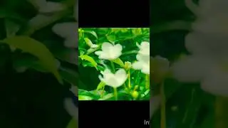 crape jasmin how to care