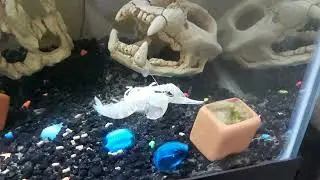 Wraith update