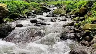 Autumnal Forest River Ambience: The Perfect Soundscape for Reading and Relaxation