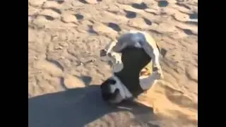 Slow-motion video of a bulldog who had a fall running on a sandy beach.