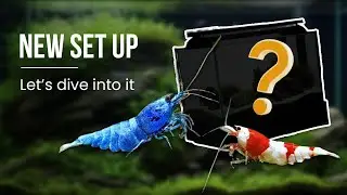 New Caridina Shrimp Tank Setup