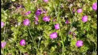 Sommar p&aring; Gotland