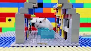 Hamster adventures in the LEGO world! 🧱🐹 / Hamster-Abenteuer in der LEGO-Welt! 🧱🐹
