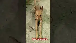Dog #funnydog #video #funny #ekmotahathighumechala #funnypet #pets 🐶🐕