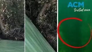 Queensland mum films croc near children during creek swim