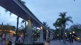 Crows at Disneyland