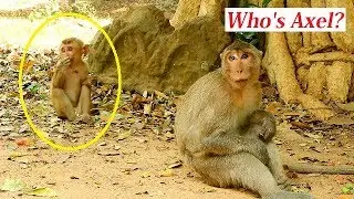 Daro monkey from Amber troops come to see orphan Axel, Who is Axel?