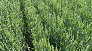 Claydon Farm update:  Skyscraper winter wheat