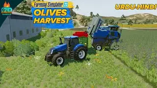 Introduction to Olives! New Crop Harvesting and Selling | Farming Simulator 23 Mobile fs23