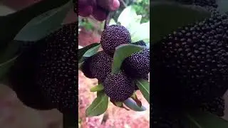 My Bayberric Garden 🤤😋 #nature #shorts #bayberry