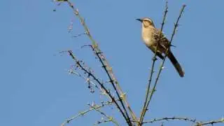 tenca Mimus thenca Chilean mockingbird vocalizando