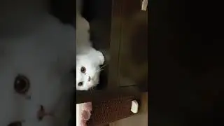 Salt Cat doing naughty things #Shorts #salty #naughtycat