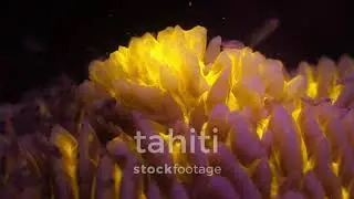 Tahiti Stock Footage, mushroom coral and shrimps under fluorescent lights, Moorea, 4K