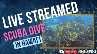 LIVE STREAMED SCUBA DIVING FILLED WITH CLEAR WATER, DOZENS OF TURTLES, SHARKS AND SCHOOLS OF FISH