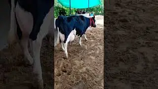 Denmark 40116 cow#shorts #cow