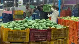 The mango 🥭world...#mango #kolar#ihavethisthingwithplants #my dialy vlogs#vlogs#viral#organic#