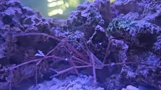 Arrow Crab just missed an easy meal