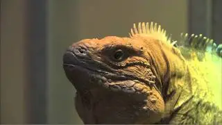 Endangered Species Day