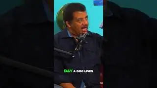 Dog Years Explained: Making Every Day Count!