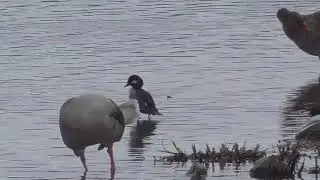 Bufflehead Female at Attenborough Nature Reserve