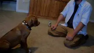 Rhodesian Ridgeback Tricks at 3 months