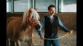 Horse Powered Business Learning - how it works, what clients are saying