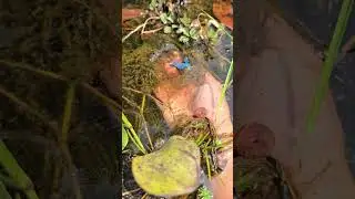 How to catch two beautiful halfmoon betta by hands. #fishing #bettafishuae #bettafish