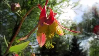 North American Native Plant: Wild Columbine