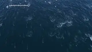 Drone Footage Captures Dolphin Swimming with Tuna in San Diego