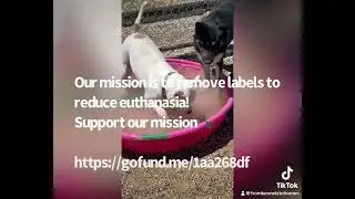 'aggressive' labels kill dogs.  Watch when they are removed
