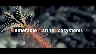 Dive deep - Vulnerable Marine Ecosystems