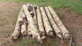 Cultivo de guadua - La Finca de Hoy