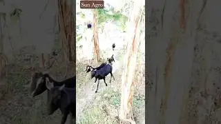 Goat Shorts,chagoler video,chagol,ছাগল,🦮#goat #cow #buffalo #musicsong #viralvideo #shortsvideo