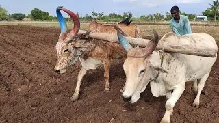 Bullock working style in village | Bullockcart heavy load performance | cowvideos | Bullockcart