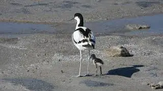 Pied Avocet, Avocetta (Recurvirostra avosetta)