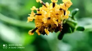 Mi K30 Pro Camera Review - Amazing Macro Photos