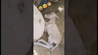 #animals #lifeisbutadream #duet #died #donkey