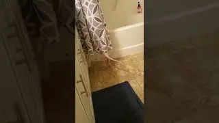 Sphynx Cat vs Shower Curtain