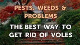 The Best Way to Get Rid of Voles