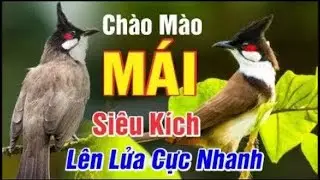 Chào Mào Mái Kích Trống Nhanh Căng Lửa - Luyện Chào Mào Bổi Sổ Bọng Hót Ché