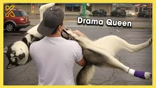 Funny Dramatic Animals That Deserve an Oscar 🤣 Funniest Animal Videos 2025