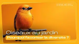 🐦🌿 Oiseaux au jardin : Pourquoi favoriser la diversit&eacute; change tout ?