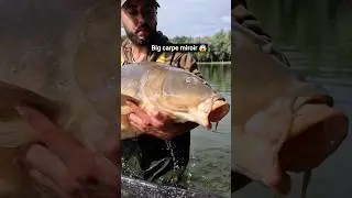 Grosse carpe miroir 😎 #fishing #carp #carpfishing #nutricarp #carpangler #fishinglife #carpe