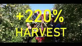 Z11 4.0 -  ZUCAL FRUITS SYSTEM