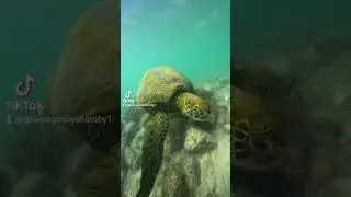 Relax snorkel with seaturtle #360tour #galapagosislands #islasgalapagos #galapagosnationalpark