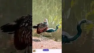 Egretta Tricoloured Heron | And | Limpkin A Species of Aramidae | #shorts
