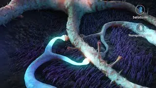 Understanding How Dopamine Affects Movement &ndash; and How It&rsquo;s Treated