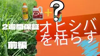 最強！オヒシバの枯らし方！前編。概要欄に詳しく解説あります！