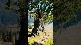 Trekking in Taip Banda to Shahi Banda Swat   #swat #trekking  #pakistantravel #swatvalley #fypシ