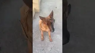 #funny #dog video 🥰🥰🥰🥰